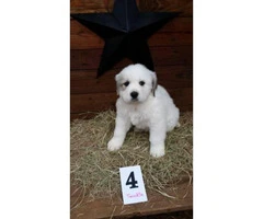 Great Pyrenees Pups 5 Available - 4