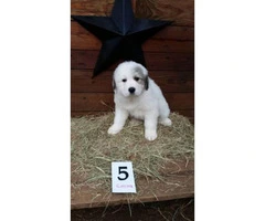 Great Pyrenees Pups 5 Available - 5