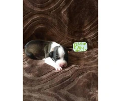 Labrador Retriever / Chihuahua mix Puppies for Adoption