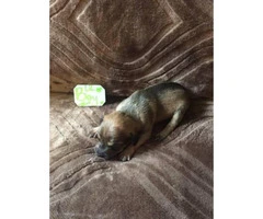 Labrador Retriever / Chihuahua mix Puppies for Adoption - 3