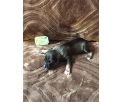 Labrador Retriever / Chihuahua mix Puppies for Adoption - 4