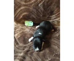 Labrador Retriever / Chihuahua mix Puppies for Adoption - 5