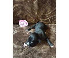 Labrador Retriever / Chihuahua mix Puppies for Adoption - 8