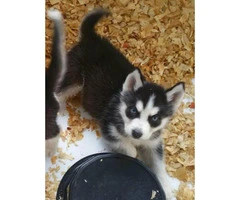 Litter of Husky puppies ready for their homes