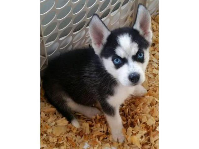 Litter of Husky puppies ready for their homes in Sebring ...