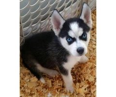Litter of Husky puppies ready for their homes - 2
