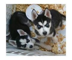 Litter of Husky puppies ready for their homes - 3