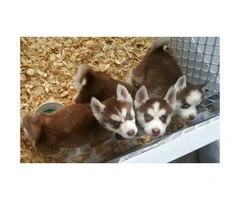 Litter of Husky puppies ready for their homes - 4