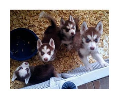 Litter of Husky puppies ready for their homes - 5
