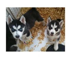 Litter of Husky puppies ready for their homes - 6
