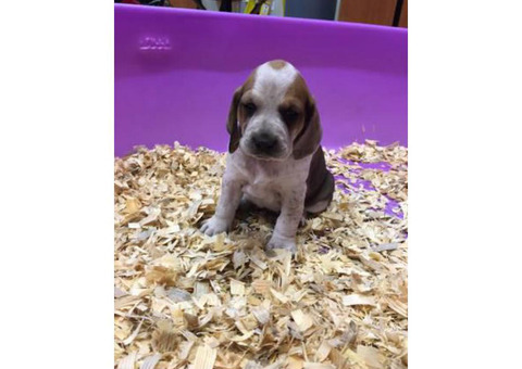 4 months old Red tick hound puppy for sale