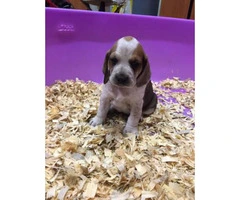 4 months old Red tick hound puppy for sale