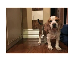 4 months old Red tick hound puppy for sale - 2