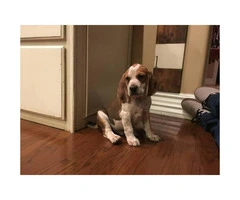 4 months old Red tick hound puppy for sale - 3