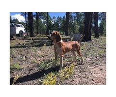 4 months old Red tick hound puppy for sale - 6