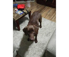 3 year-old female AKC Registered Chocolate Lab