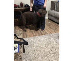 3 year-old female AKC Registered Chocolate Lab - 2