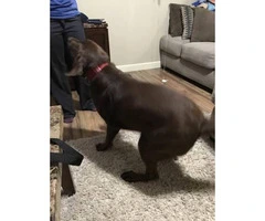 3 year-old female AKC Registered Chocolate Lab - 4