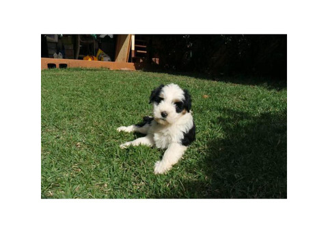 AKC Tibetan terrier puppy ready for her new home
