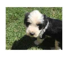 AKC Tibetan terrier puppy ready for her new home - 2