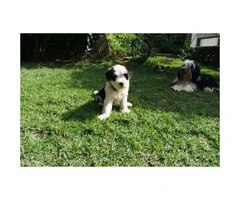 AKC Tibetan terrier puppy ready for her new home - 5