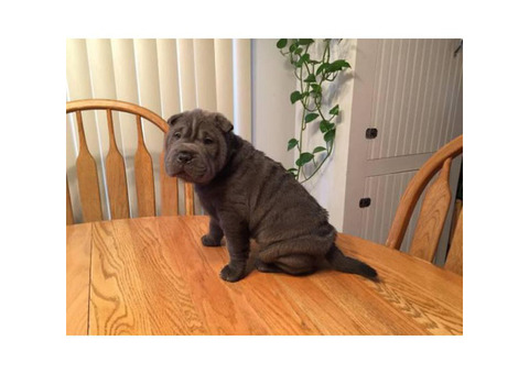 Shar Pei Puppies
