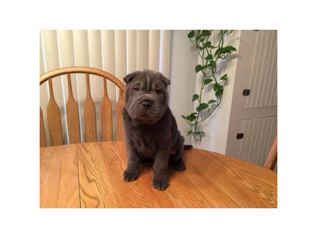 Shar Pei Puppies in Muscatine, Iowa Puppies for Sale Near Me