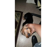 8 month old Male Yorkshire Terrier Puppy for Sale - 1