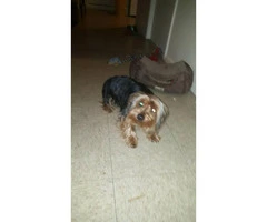 8 month old Male Yorkshire Terrier Puppy for Sale - 2