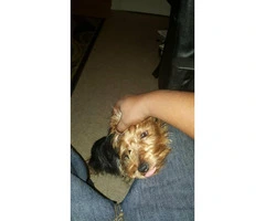8 month old Male Yorkshire Terrier Puppy for Sale - 3