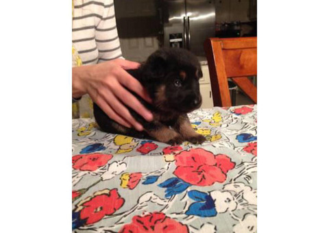 2 female German Shepherd puppies for sale