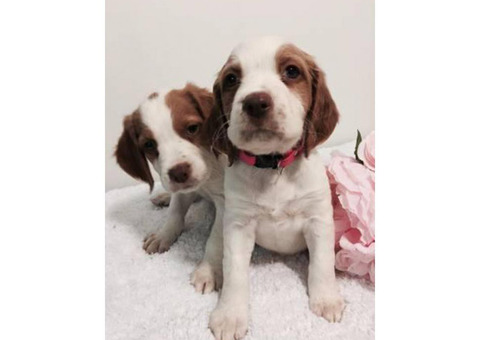 Brittany spaniels for sale - 4 puppies left