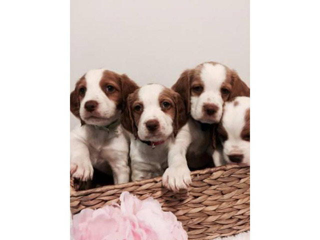 Brittany spaniels for sale - 4 puppies left in Baltimore, Maryland - Puppies for Sale Near Me