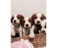 Brittany spaniels for sale - 4 puppies left - 2