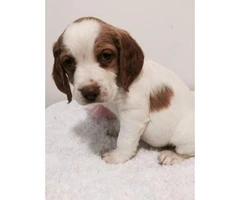Brittany spaniels for sale - 4 puppies left - 4