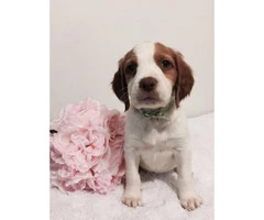 Brittany spaniels for sale - 4 puppies left - 5