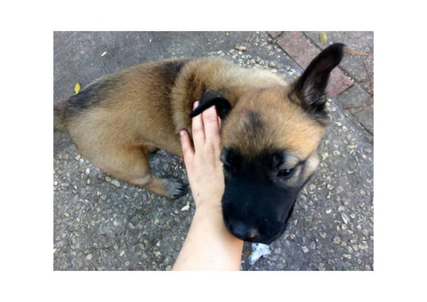 2 beautiful female Belgian Malinois puppies for sale