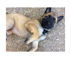 2 beautiful female Belgian Malinois puppies for sale in ...