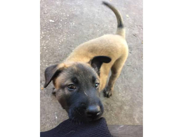 2 beautiful female Belgian Malinois puppies for sale in ...