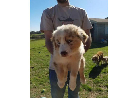 8 week old Australian Shepherd Puppies for sale