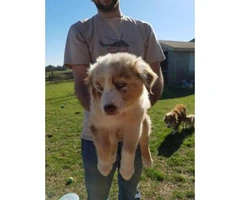 8 week old Australian Shepherd Puppies for sale - 1