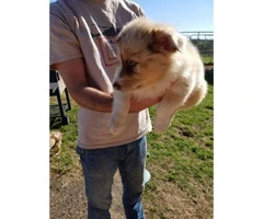 8 week old Australian Shepherd Puppies for sale - 2