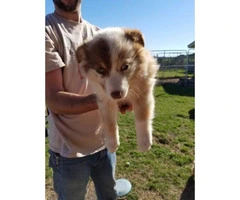 8 week old Australian Shepherd Puppies for sale - 3