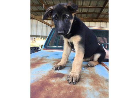 4 Female AKC registered German Shepherd puppies left
