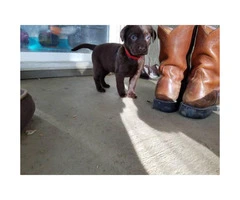 Beautiful AKC Chocolate Labrador puppies