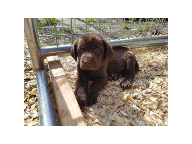 Beautiful AKC Chocolate Labrador puppies in Sacramento ...