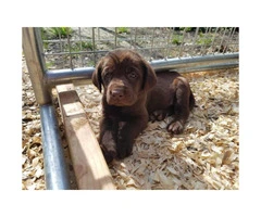Beautiful AKC Chocolate Labrador puppies - 2