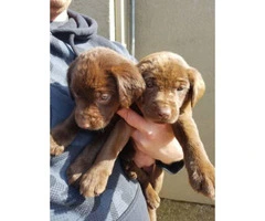 Beautiful AKC Chocolate Labrador puppies - 3
