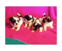 Yorkie mix puppies available - 1