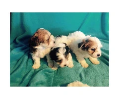 Yorkie mix puppies available - 3